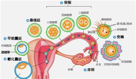 分娩
