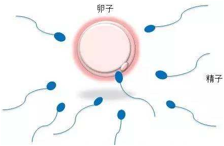 新生儿
