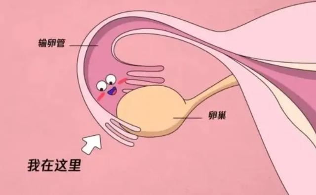 分娩视频双胞胎电视
