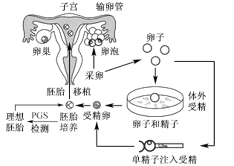 分娩顺产记录视频