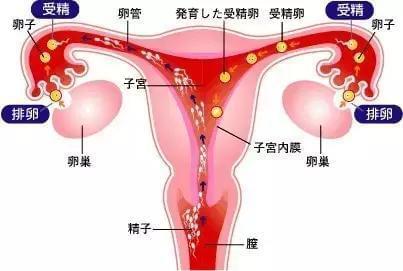 分娩阵痛体验仪
