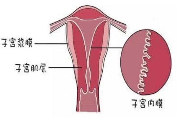 婴儿