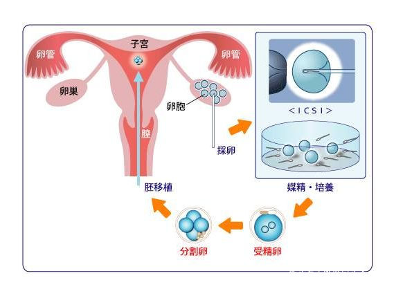 怀孕初期