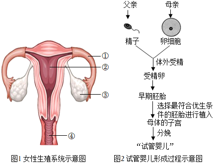 怀孕初期