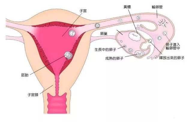 怀孕初期