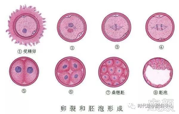 长春试管婴儿