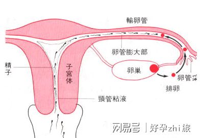 嘉兴捐卵试管生男孩